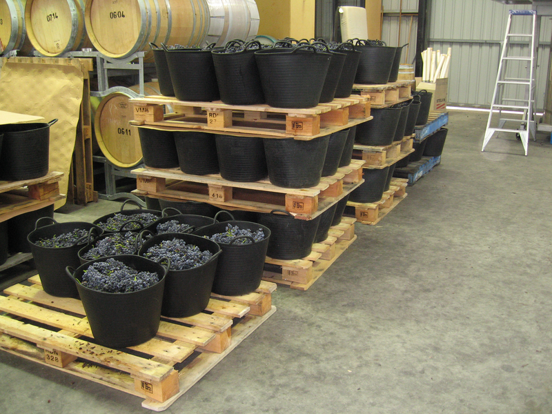 Grapes in large buckets