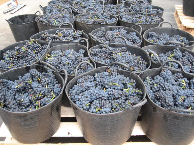 Full Buckets with dark Grapes